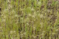 Jansenella griffithiana